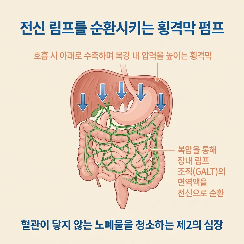 호흡 보조근 사각근 소흉근 흉쇄유돌근 긴장 가슴답답함 인포그래픽