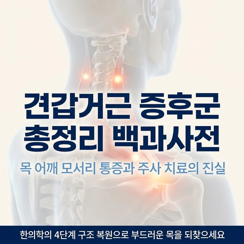 견갑거근 증후군 목 어깨 모서리 해부학 실루엣
