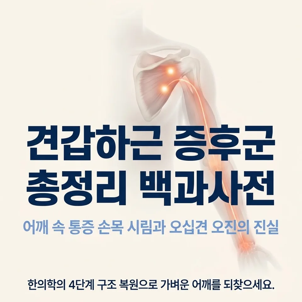 견갑하근 증후군 어깨 심부 및 손목 방사통 해부학 실루엣